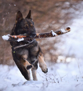 Reviewer Avatar